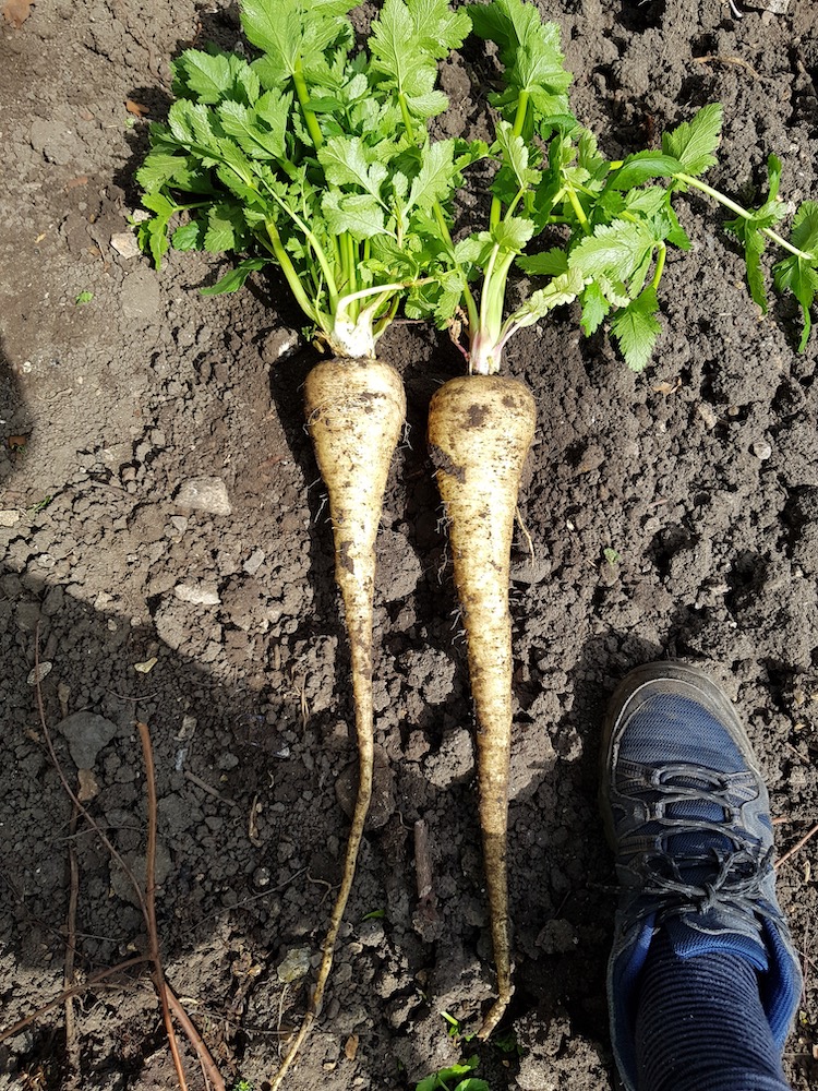 No dig parsnips
