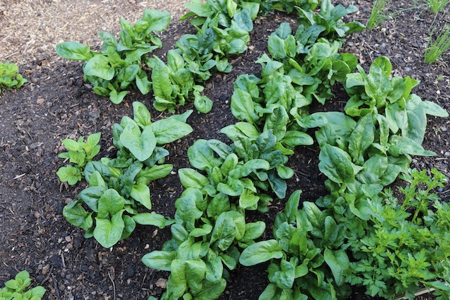 Spinach from the parent seed, shows variations
