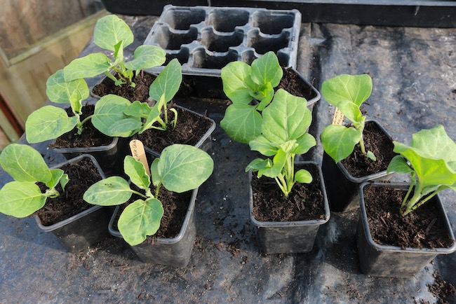 Potting on aubergines
