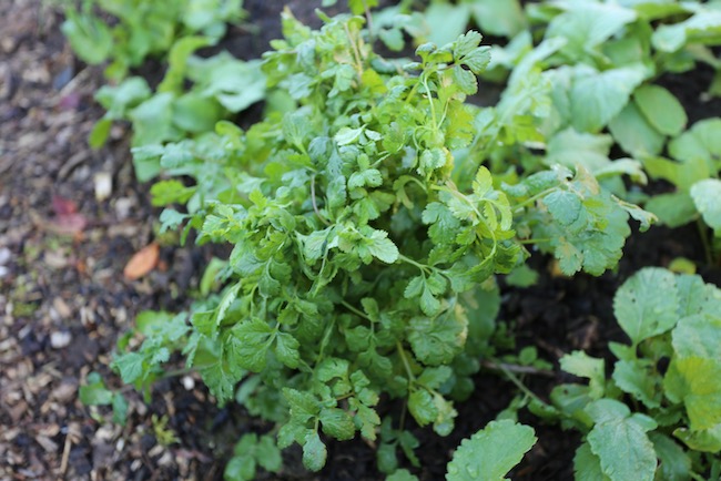 Overwintered coriander outside