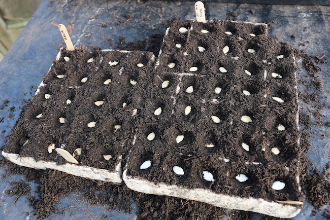 Module trays and squash seeds