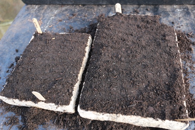 Trays covered with compost