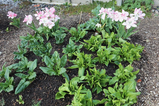 Home saved spinach seed growth
