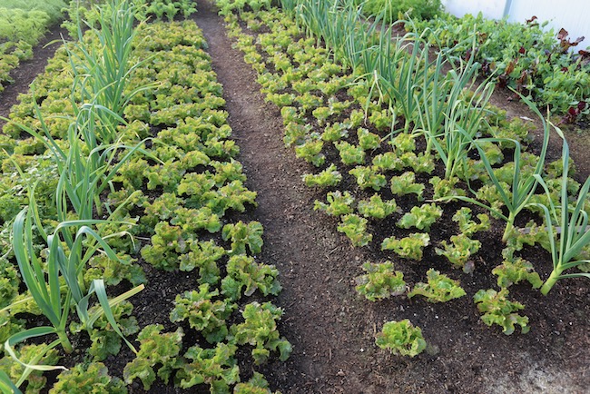 Polytunnel Grenoble Red lettuce picked 10-11 times