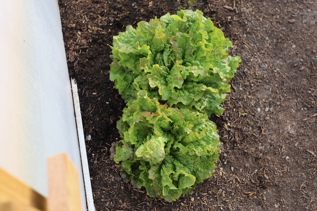 Lettuce of the same sowing unpicked three weeks