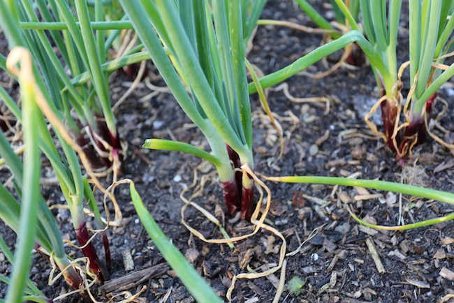 multisown red onion Lilla