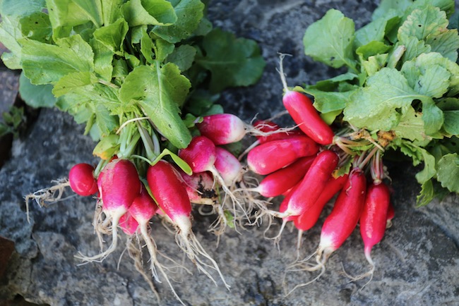 Variable quality of radish seed