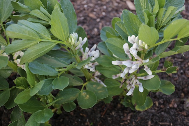 Broad bean flowers on 5 month plant