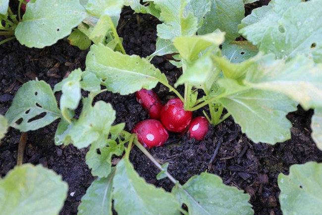 Multi-sown Rudi radish