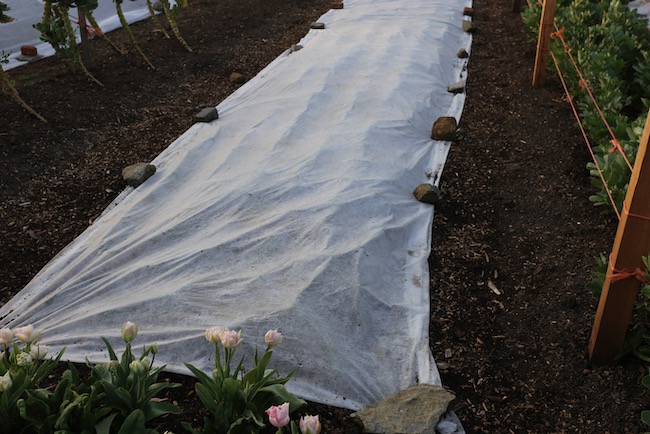 Cover being pushed up by dill and fennel