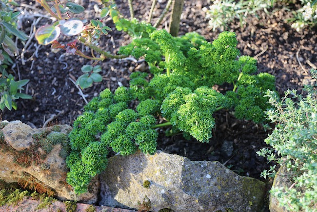 Curled parsley overwintered outside