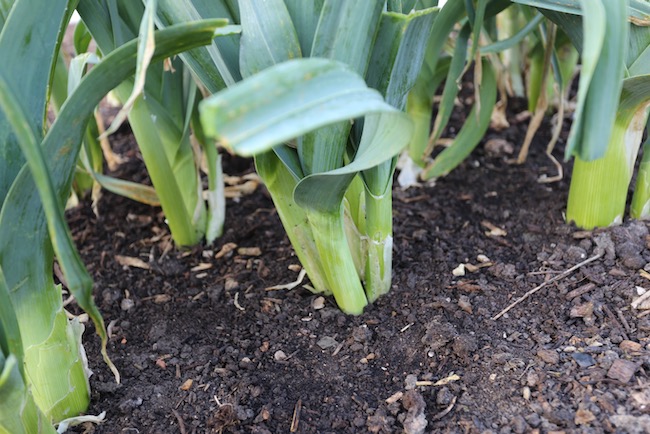 Multi sown leeks year old