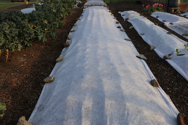 Cover being pushed up by onion leaves