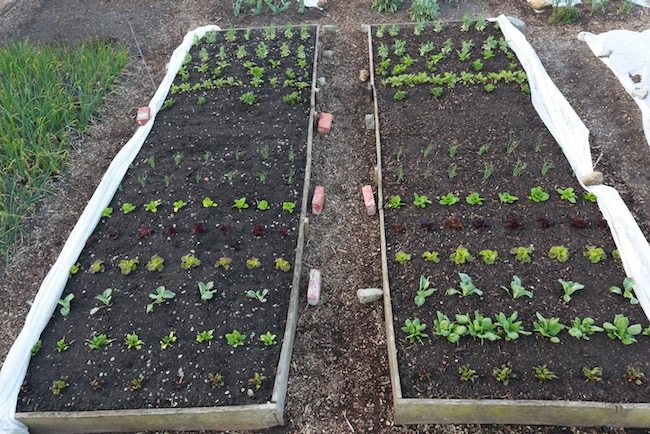 Trial beds, dig and no dig