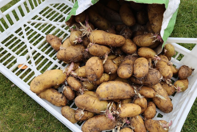 Charlotte potatoes 8.5 months old