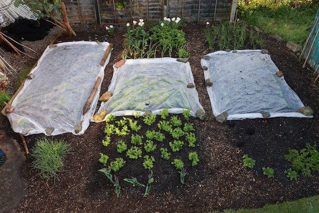 Small garden 6th April no dig