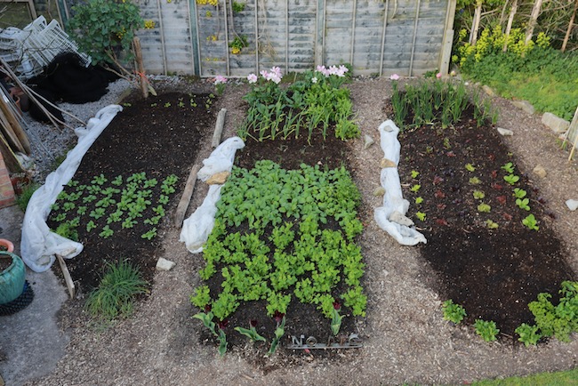 Small garden 10th April covers removed