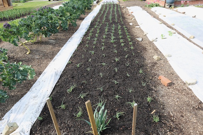 Same onion bed after removing cover to check