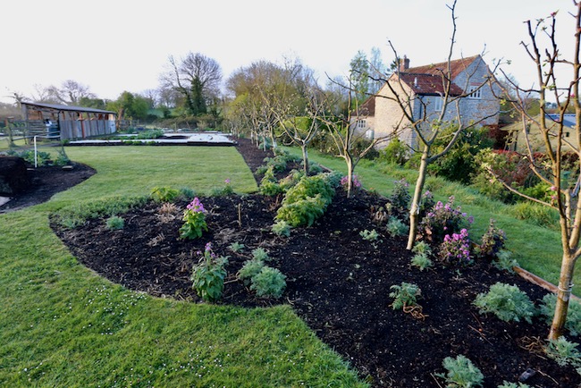 Line of apple trees 6th April