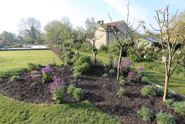 Line of apple trees 12th April