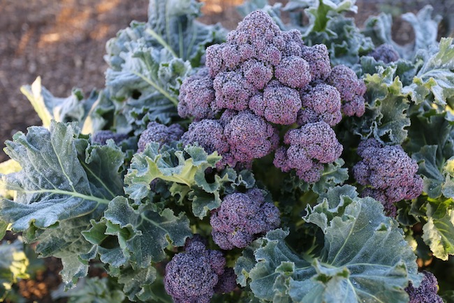 Large head of purple broccoli