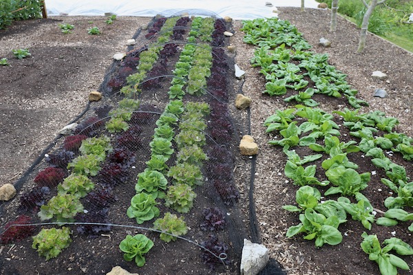 Spinach regrows fast