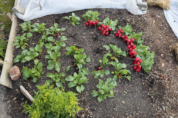 Radish harvest small garden no dig