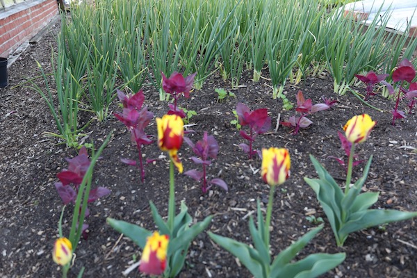 Tulips and vegetables