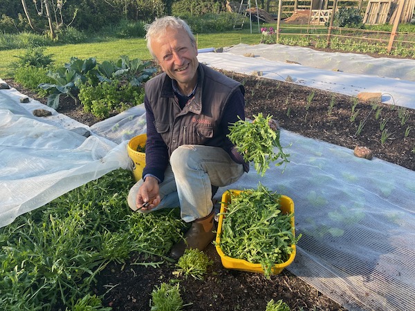 Wild rocket no flea beetle