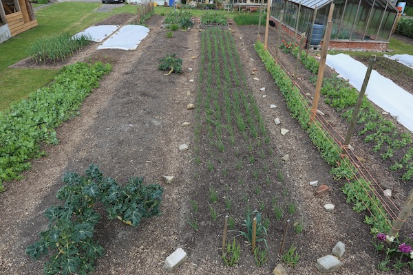 Same no dig beds 9 days later