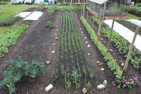 same beds after rain onions & peas