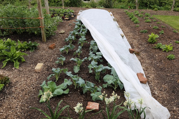 Nine days later removing cover