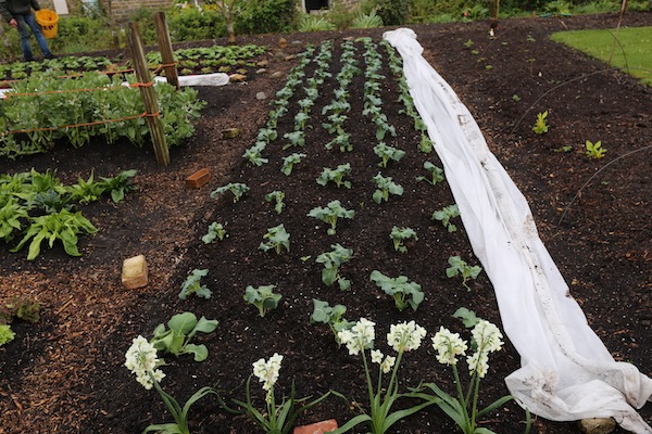 17th APril broccoli bed