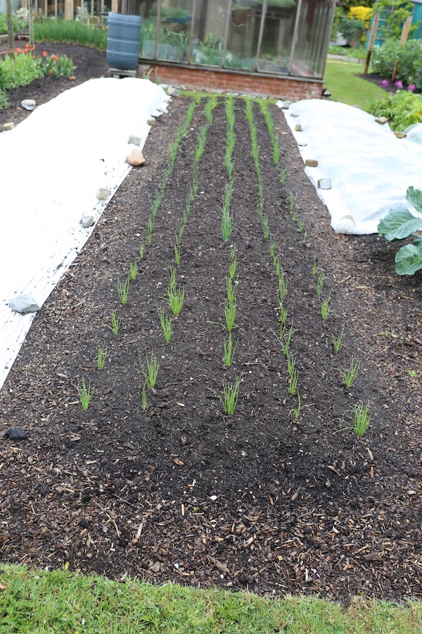 Ten days later no dig easy establishment