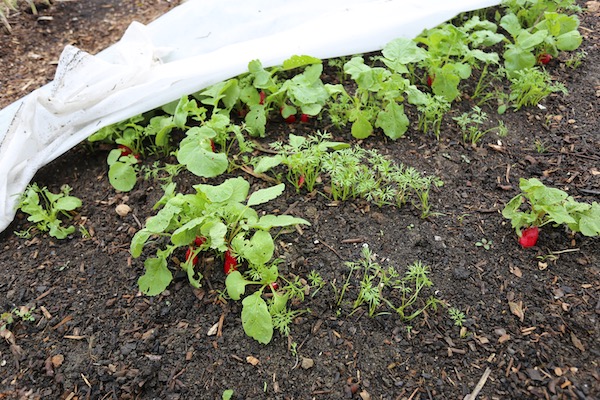 Radish and carrot intersow