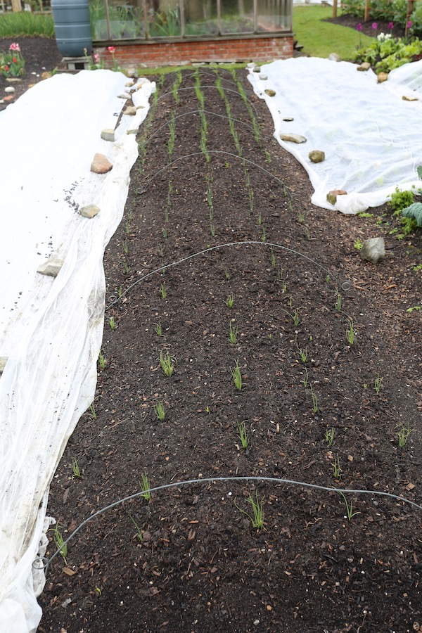 Multisown onions just transplanted