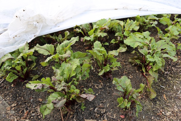 Beetroot under cover no pests