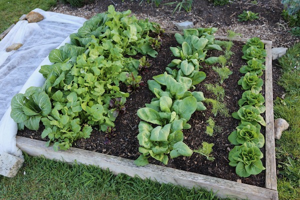 five week transplants lettuce etc