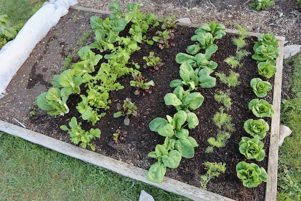 Same day after first pick not cut