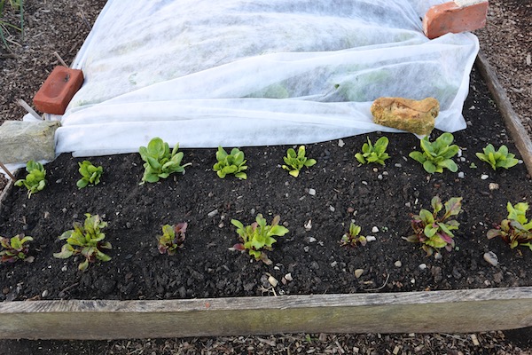 Same spinach beetroot in dig bed