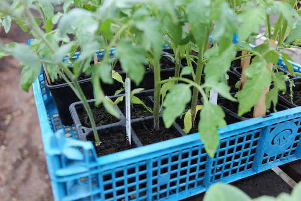 Tomatoes running low on nutrients