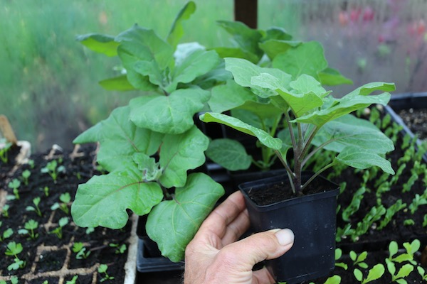 Aubergines ready to plant out