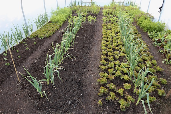 Surface now covered with homemade compost