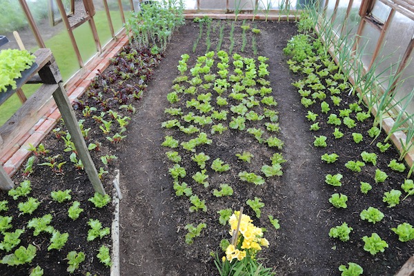 Greenhouse 4th April, salads for winter leaves