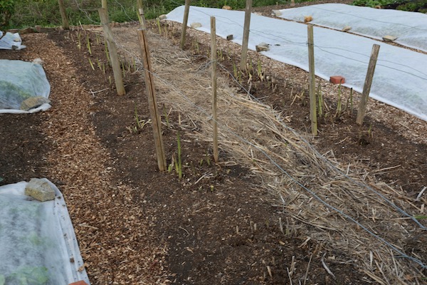 Homeacres asparagus ready to pick