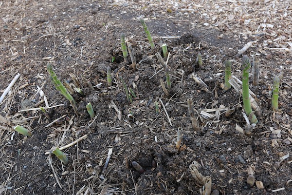 One crown after 8 years