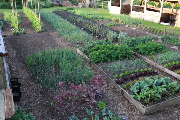 No dig beds on 10th May