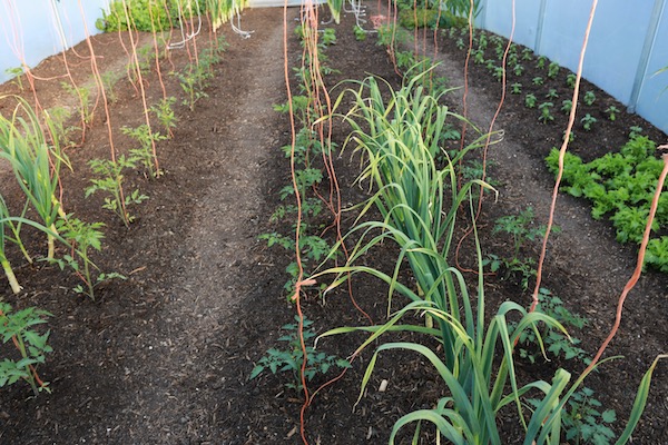 Newly planted tomatoes polytunnel
