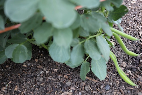 First broad bean pods
