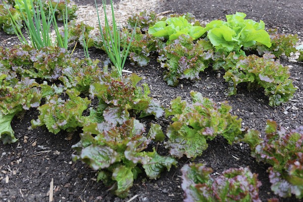 Lettuce was sown 8 months ago